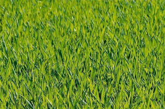 Variedades de césped muy resistentes: 9 alternativas para tener una pradera verde con poco mantenimiento